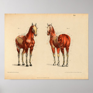 Affiche Vintage Horse Anatomy Print Muscles