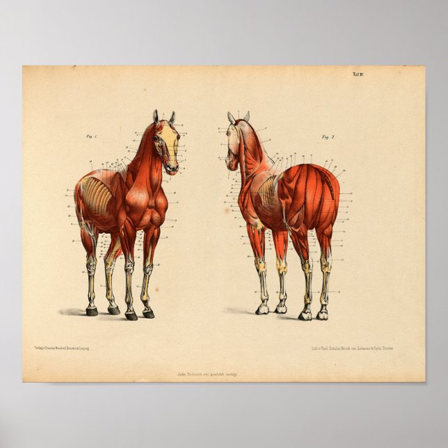Affiche Vintage Horse Anatomy Print Muscles (Devant)