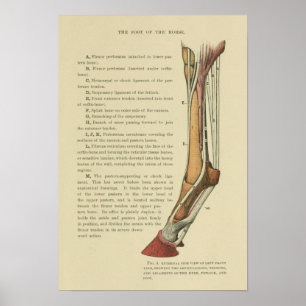 Affiche Vintage Horse Foot Anatomy Print