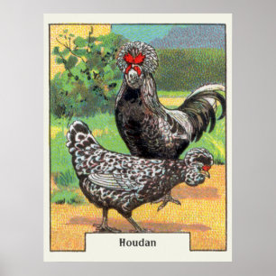 Affiche Vintage Houdan Chicken