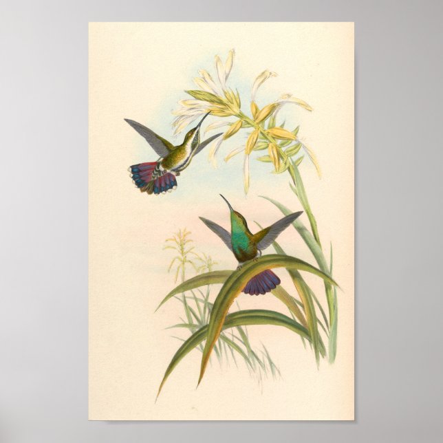 Affiche Vintage Hummingbirds Art Bird Print Flowers (Devant)