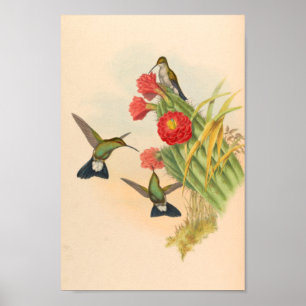 Affiche Vintage Hummingbirds Art Bird Print Flowers Cactus