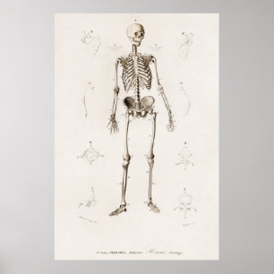 Affiche Vintage Illustration Human Skeleton Chart