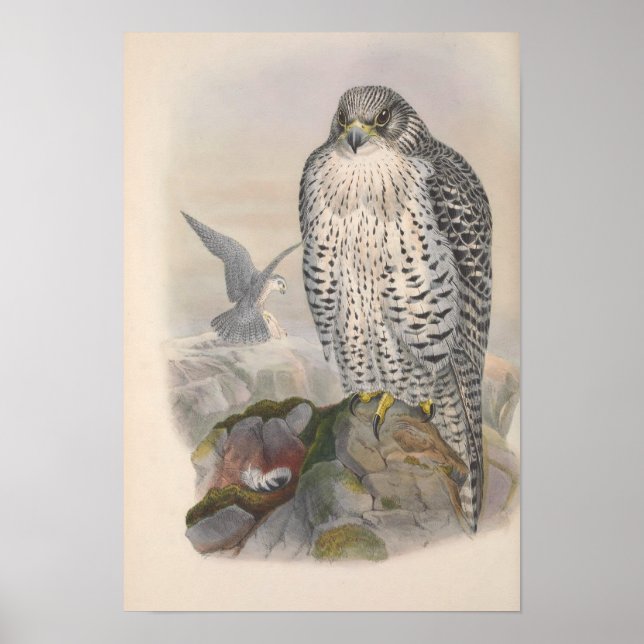 Affiche Vintage Islande Faucon Bird (Devant)