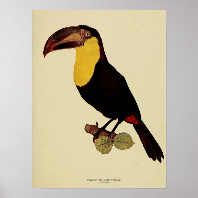 Affiche Vintage jaune à gorge toucan couleur photo (Devant)