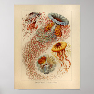 Affiche Vintage Jellyfish Color Ernst Haeckel Imprimer