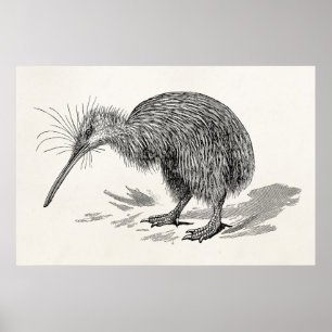 Affiche Vintage Kiwi Bird Antique Bird Modèle
