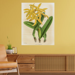 Affiche Vintage Laelia Flammea Orchidée