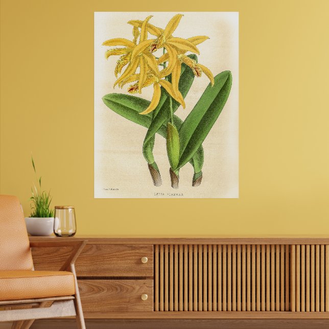 Affiche Vintage Laelia Flammea Orchidée (Salon 2)