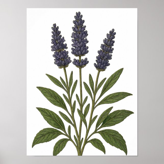 Affiche Vintage Lavender (Devant)