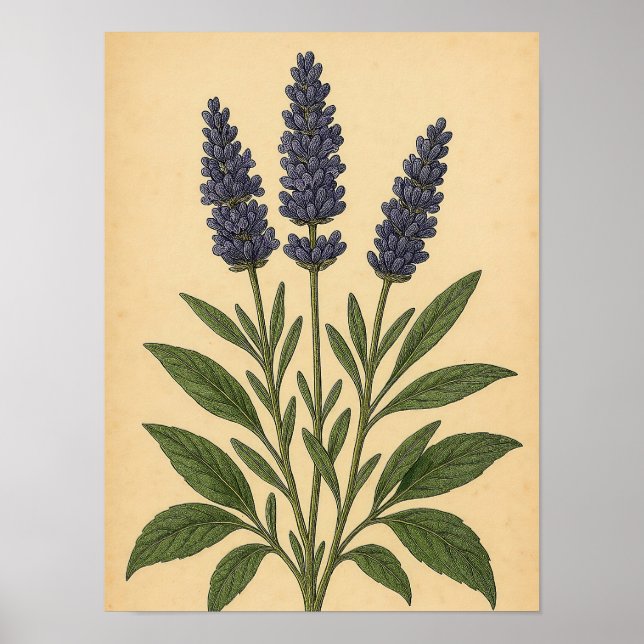 Affiche Vintage Lavender on Weathered Paper (Devant)