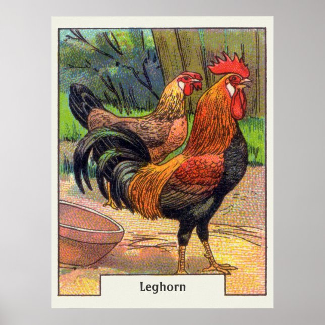 Affiche Vintage Leghorn Chicken (Devant)