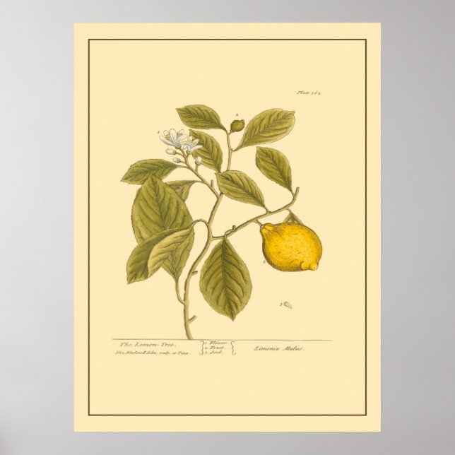 Affiche Vintage Lemon Tree Botanique Kitchen Art (Devant)