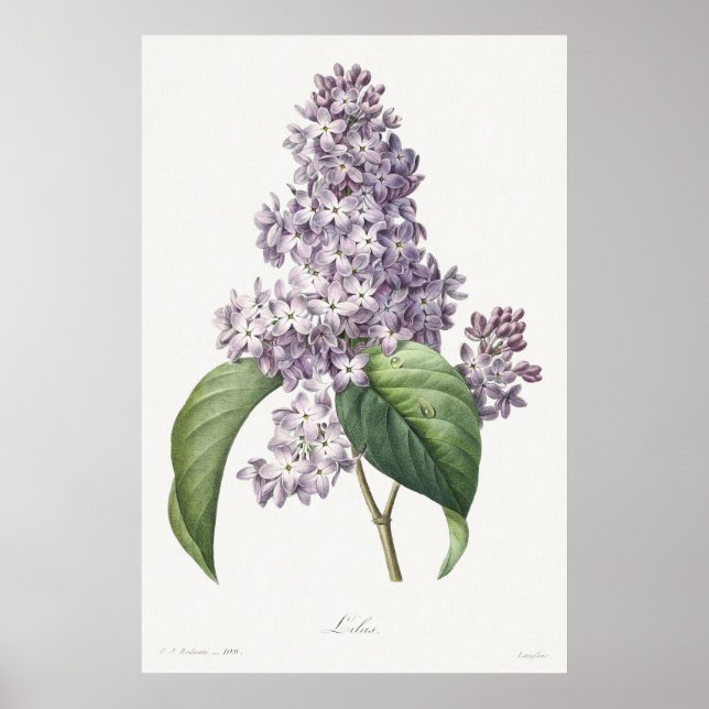 Affiche Vintage Lilac Botanical Sketch Art (Devant)