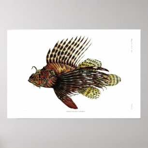 Affiche Vintage Lionfish