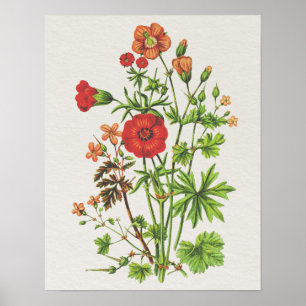 Affiche Vintage look Botanique Cranesbill Floral