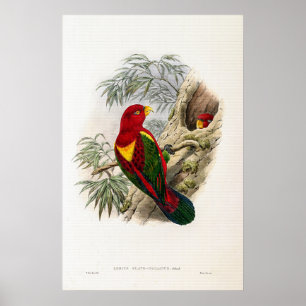 Affiche Vintage Lory à manches jaunes par John Gould