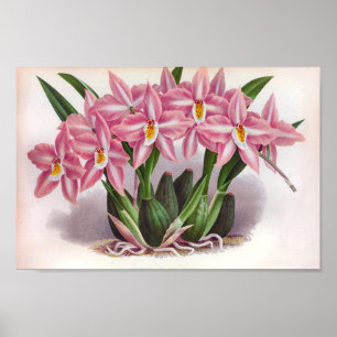 Affiche Vintage Luscid Orchidées Roses Crispum Fastuosum