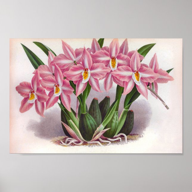 Affiche Vintage Luscid Orchidées Roses Crispum Fastuosum (Devant)