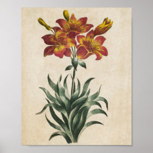 Affiche Vintage Lys florales végétales Imprimer
