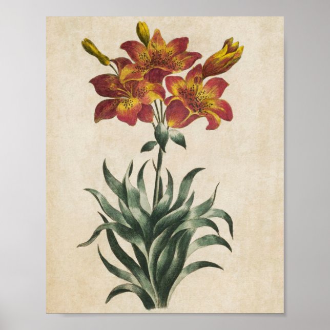 Affiche Vintage Lys florales végétales Imprimer (Devant)