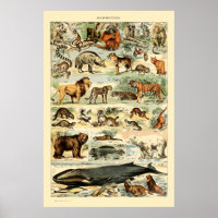Vintage Mammals by Adolphe Millot