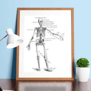 Affiche Vintage medical anatomy skeleton doctor diagram