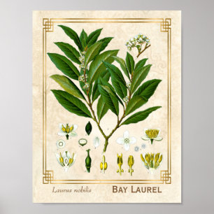Affiche Vintage Médicinal Plante Bay Laurel Herb Botanique