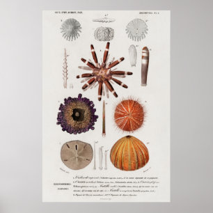Affiche Vintage Molluscs Illustration