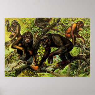 Affiche Vintage Monkey Gibbon Chipanze Animal