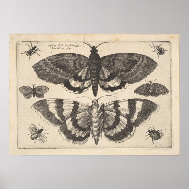Affiche Vintage Moth Lepidoptera Art Print (64) (Devant)