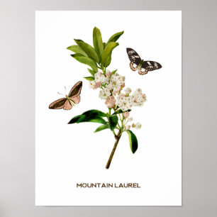 Affiche Vintage Mountain Laurel Botanique