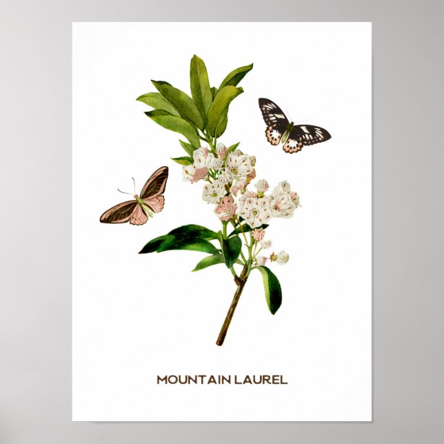 Affiche Vintage Mountain Laurel Botanique (Devant)