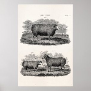 Affiche Vintage Mouton Ewe Animaux de ferme Rétro Ewes