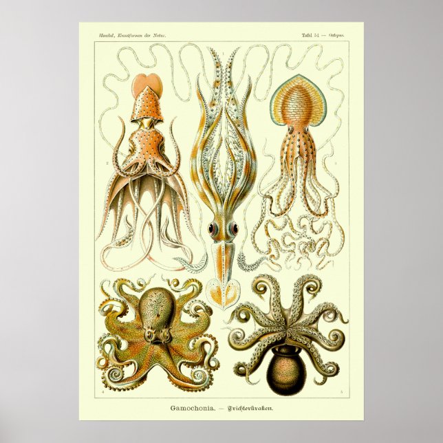 Affiche Vintage Nautical Octopus by Ernst Haeckel (Devant)