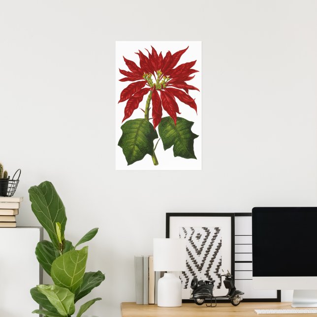 Affiche Vintage Noël, Rouge Poinsettia Plante d'hiver (Bureau à domicile)