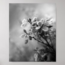 Vintage noir & blanc barberry feuilles photo natur