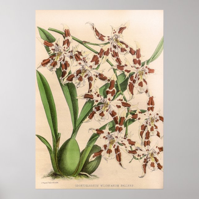 Affiche Vintage Odontoglossum Orchid Flower (Devant)