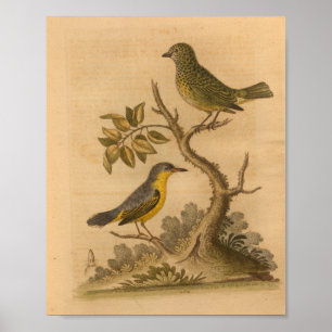 Affiche Vintage Oiseau jaune vert