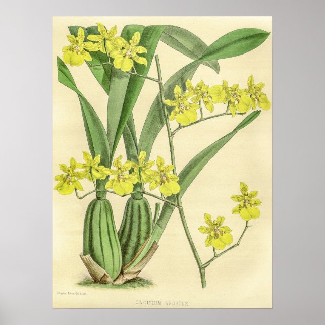 Affiche Vintage Oncidium Sessile Orchidée (Devant)