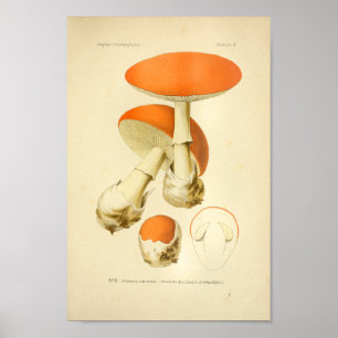 Affiche Vintage Orange Champignons Art
