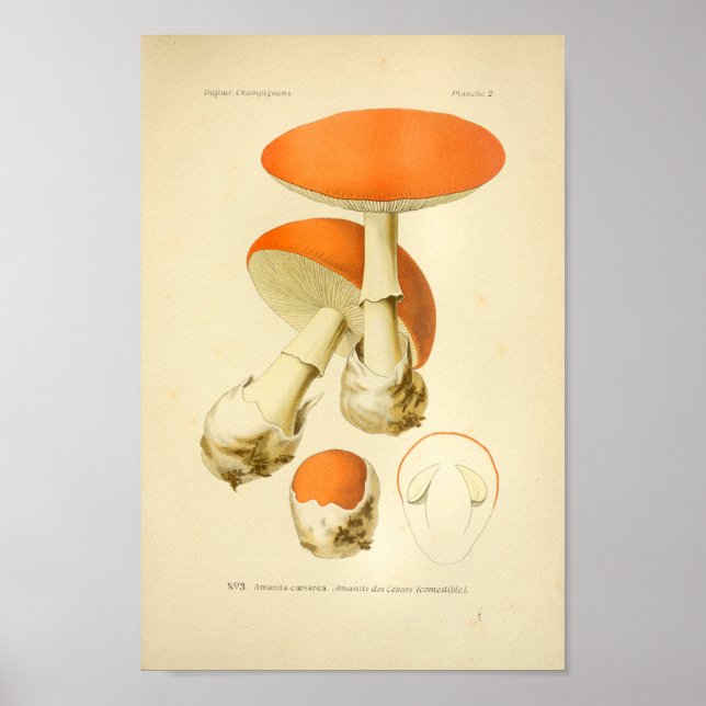 Affiche Vintage Orange Champignons Art (Devant)
