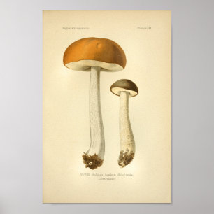 Affiche Vintage Orange Champignons Brown Art