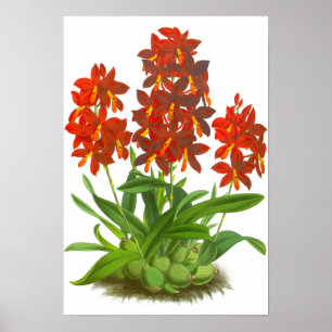 Affiche Vintage Orange rouge orchidée