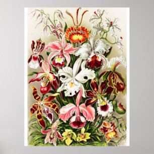 Affiche Vintage Orchids Illustration