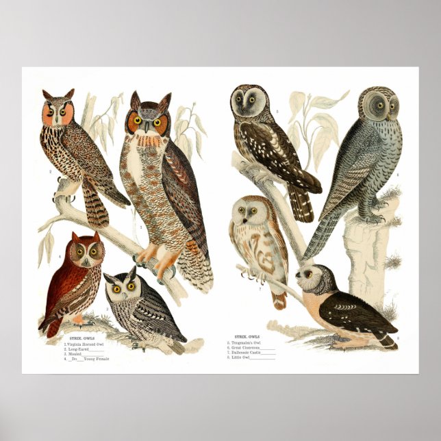 Affiche Vintage Owls Print (Devant)