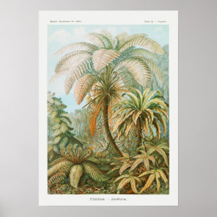 Affiche Vintage Palm Trees, Retro Botanical