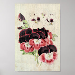 Affiche Vintage Perdita, Modesty et Garibaldi Pelargoniums