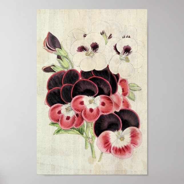 Affiche Vintage Perdita, Modesty et Garibaldi Pelargoniums (Devant)