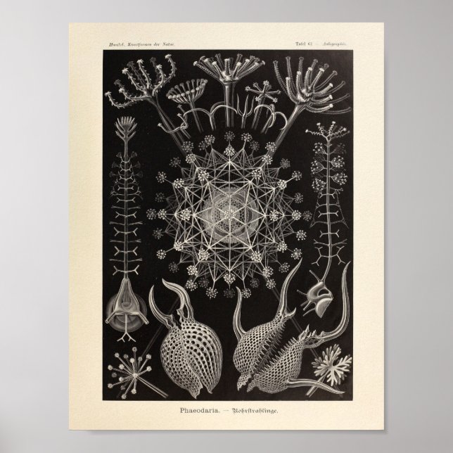 Affiche Vintage Phaeodaria Ernst Haeckel Art Imprimer (Devant)